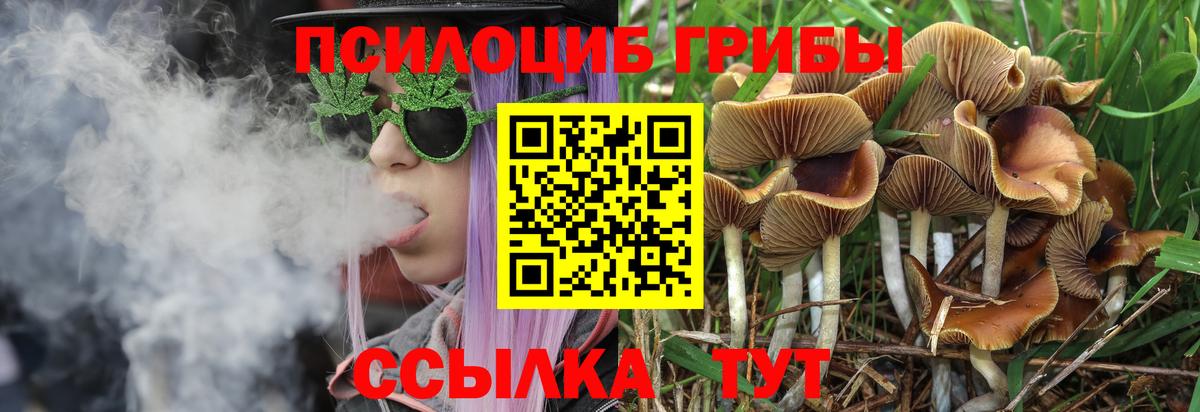 Галлюциногенные грибы Psilocybine cubensis Рузаевка
